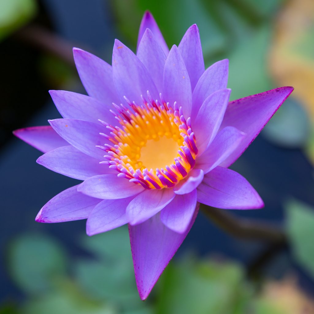 Lotus flower. ©robertmoses